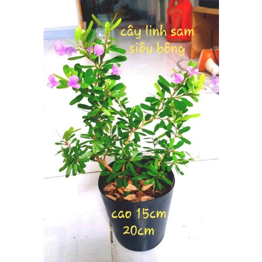 Cây linh sam 86 lá rí, tạo bonsai, siêu dễ trồng dễ