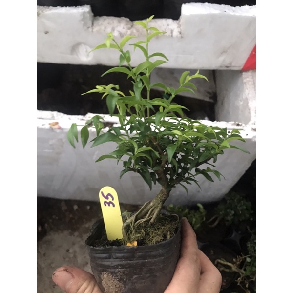 Mai chiếu thuỷ bonsai mini