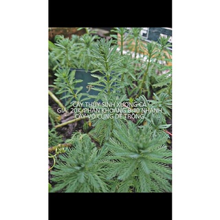 RONG XƯƠNG CÁ THỦY SINH-TRANG TRÍ HỒ CÁ - 1 Phần 7-10 Nhánh