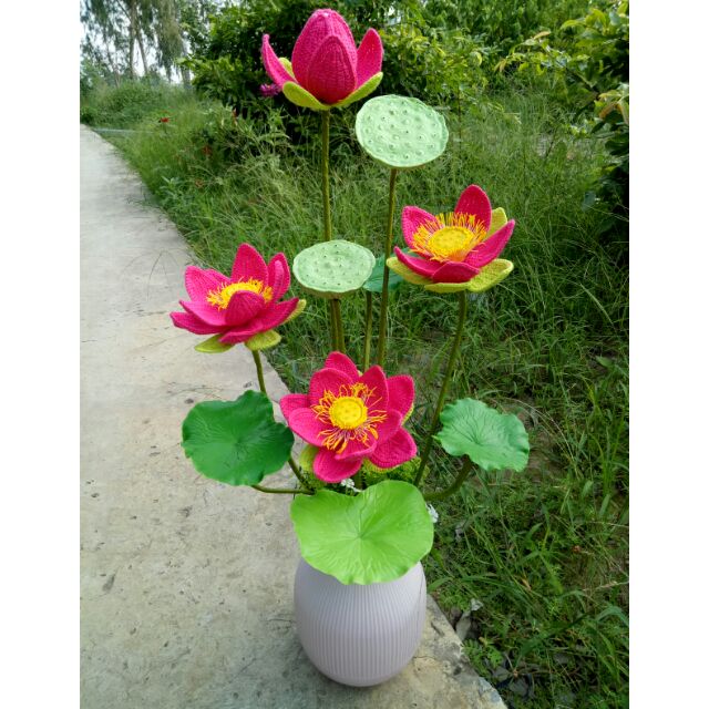 Combo hoa sen