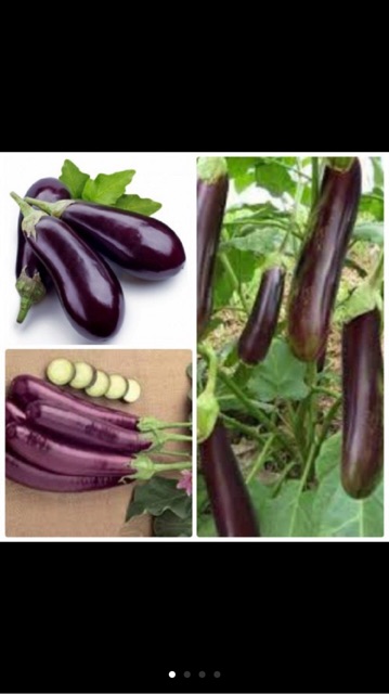 Hạt giống cà tím dài