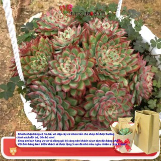 [Hot sale] CHẬU TREO SEN ĐÁ VIỀN LỬA ĐỎ BỤI LỚN (TẶNG SỎI)