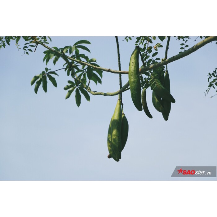 Hạt giống cây bông gòn  - 100gram/gói