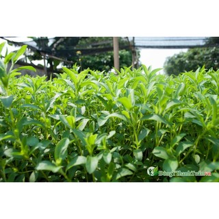 HẠT GIỐNG CỎ NGỌT
