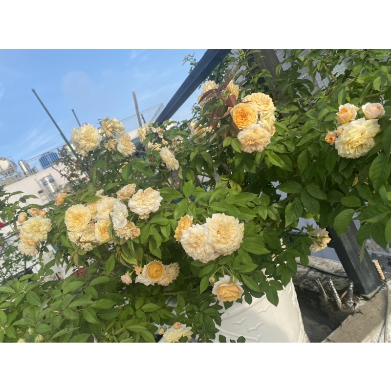 Đạm cá hồi hữu cơ siêu đậm đặc can 5l - Friendship khuyên dùng