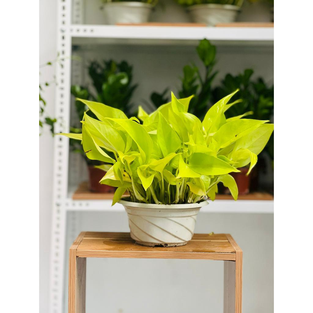 CÂY TRẦU BÀ VÀNG, CÂY XANH TRANG TRÍ PHÒNG KHÁCH, BAN CÔNG, SÂN VƯỜN, SÂN THƯỢNG - SINDECOR