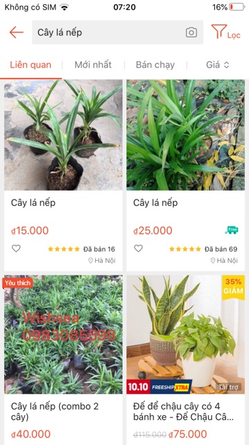 Cây lá nếp