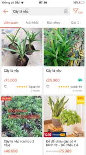3 Cây lá nếp (còn hàng)
