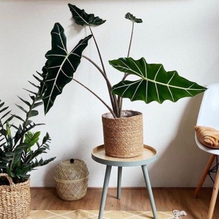 Alocasia Sarian cây kiểng lá trồng decor trang trí