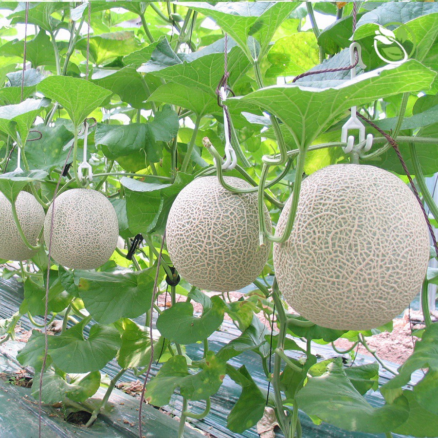 Hạt Giống Dưa Lưới Thiên Thanh 282 Phú Nông - Gói 10 Hạt 0.2g - Muskmelon