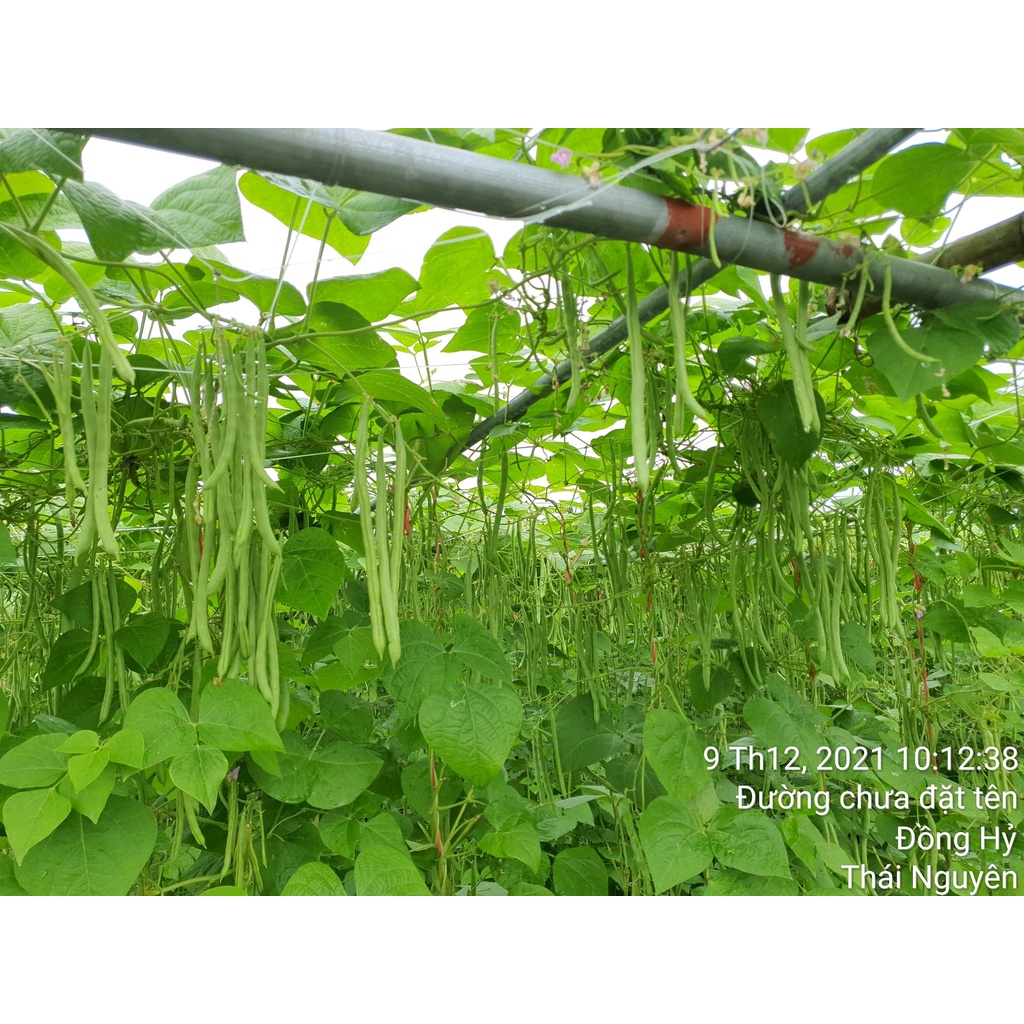 Hạt giống Đậu Cove cao sản VA.799 Hạt nâu hoa tím 400 gam