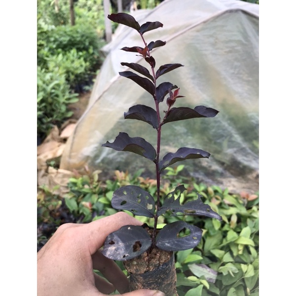 Giống hoa tường vy đỏ huyết long