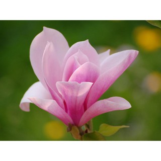 hạt giống hoa mộc lan f1