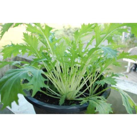 300h Hạt Giống Cải Ngọt Nhật Mibuna