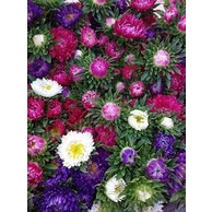 Hạt Giống Cúc Đà Lạt Cúc Magic-Nảy Mầm Trên 95% Gói 50 Hạt