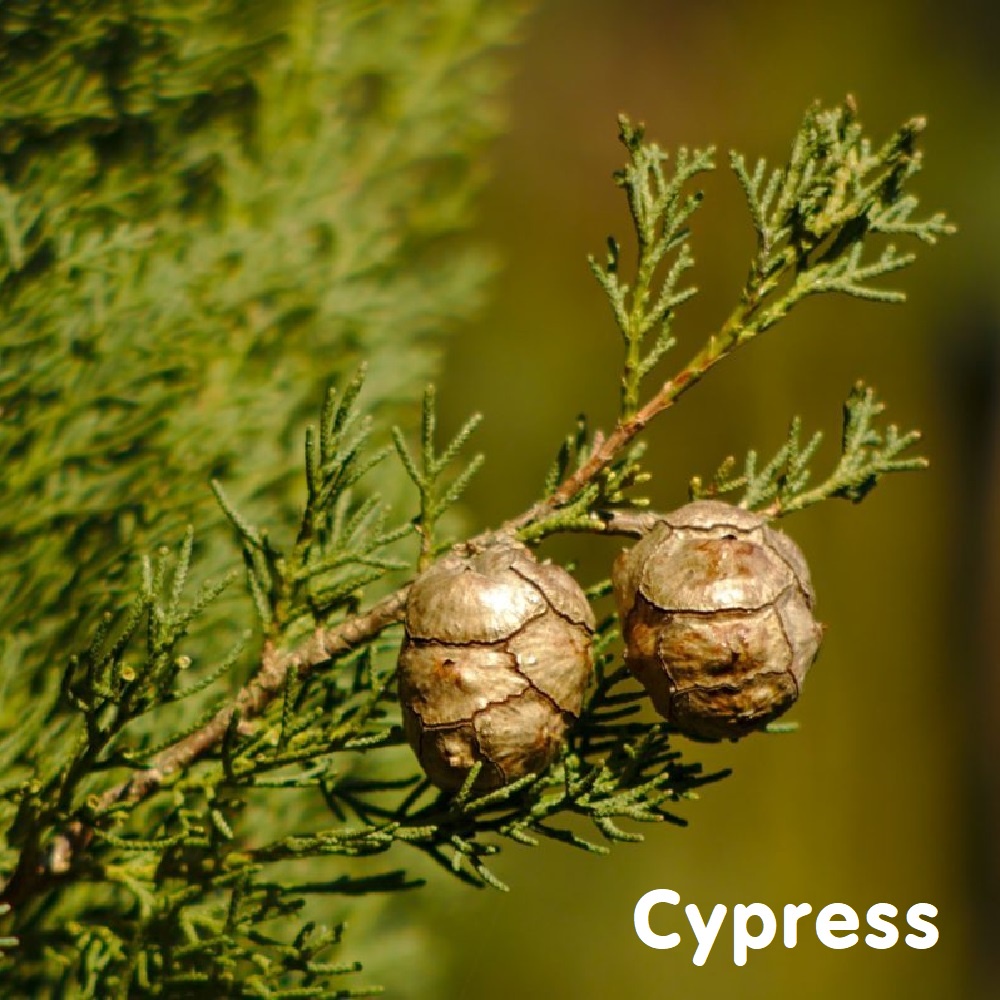 Tinh dầu Trắc bách diệp Cypress Essential Oil