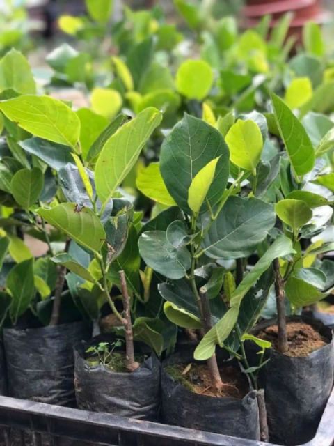 Mít Malaysia trái dài