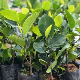 Cây 🌲 Mít Malaysia trái dài
