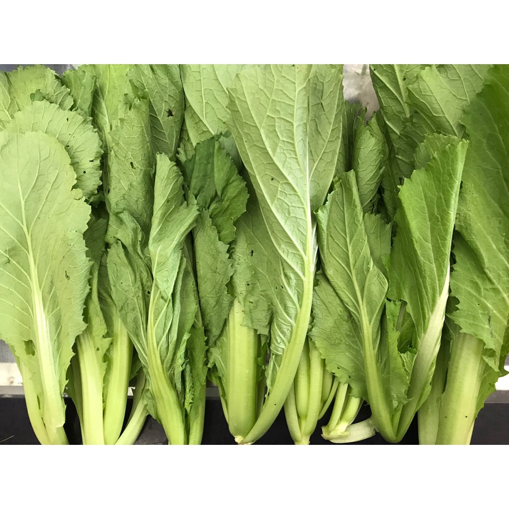 Cải xanh Đà Lạt tươi ngon chuẩn Viet gap( 1kg)