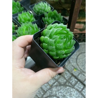 Sem đá Haworthia size 5-8cm