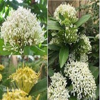 combo 4 cây mẫu đơn ta đủ màu (hoa trang)
