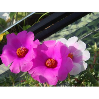 Mười Giờ Cánh Đơn - Chậu Hoa