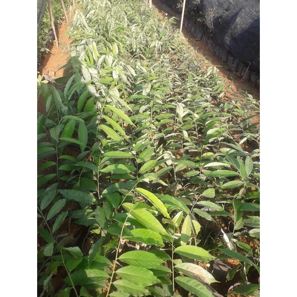 CÂY HOA DẺ GIỐNG cao 50-60 cm