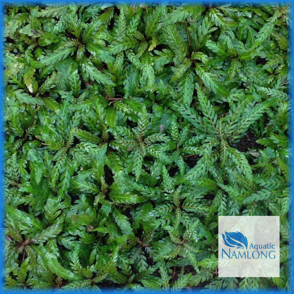 Liễu răng cưa  - Liễu ấn độ - Cây thủy sinh trung cảnh