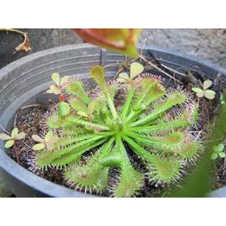Hạt Giống Cây Ăn Thịt Bắt Mồi Gọng Vó - Gói 10 Hạt ( kèm 3 viên nén sơ dừa ươm hạt )