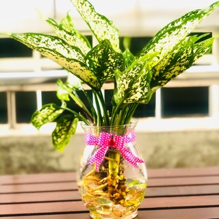 Chậu ngọc ngân thuỷ sinh, cây để bàn