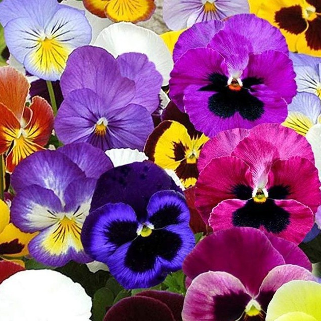 Hạt Giống Hoa Păng Xê Pansy Mix Màu - SL: 20 HẠT