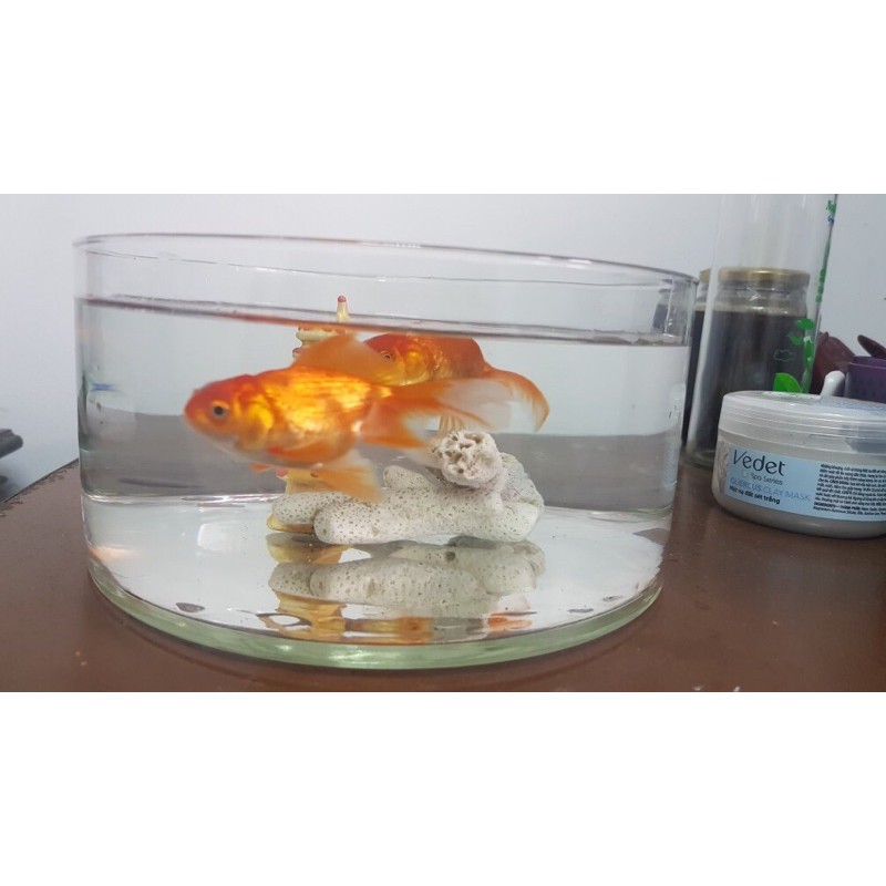 Bình thủy tinh cắm hoa, chậu nuôi cá mini 20cm cao 10cm