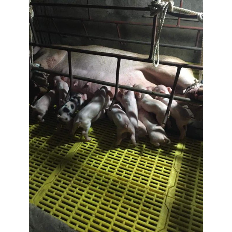 Combo 10 sàn nhựa lót chuồng