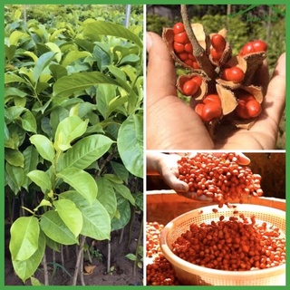 Cây giống dổi cao khỏe mạnh lấy hạt làm gia vị