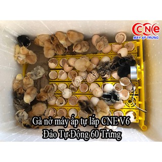  Bộ dk máy ấp cne v8