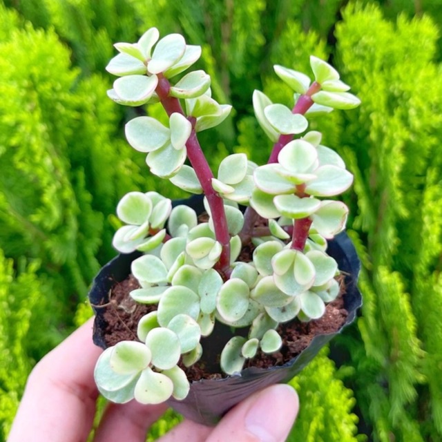 Sen đá đôla 3-5cm
