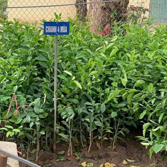 CÂY GIỐNG CHANH BỐN MÙACÂY GHÉP CHO QUẢ SAU 6 THÁNG