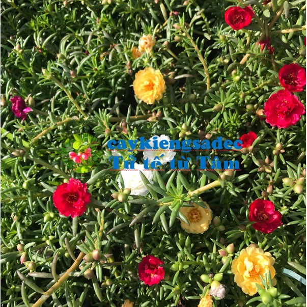 Caykiengsadec Hoa mười giờ + tặng phân bón-hoa kiểng lá - trang trí nội thất cảnh quan sân vườn ngoài trời