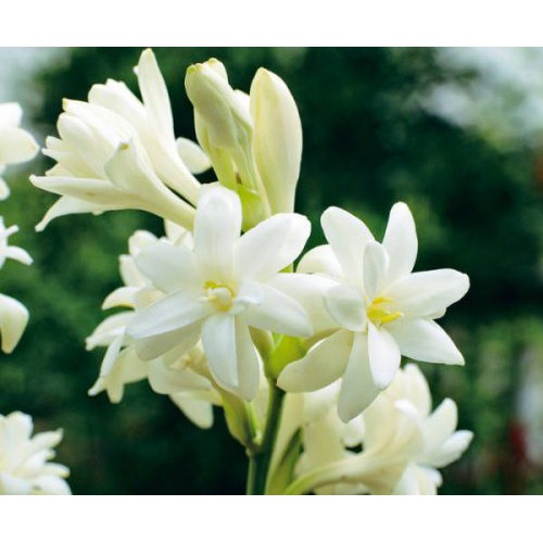 Củ hoa huệ trắng kép hoa thơm, củ gửi hình cuối