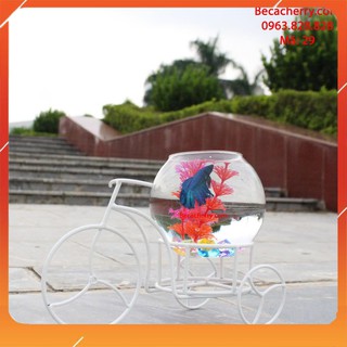 Bể cá mini Xe Đạp Xì Teen - 29