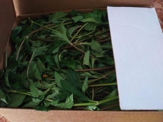 Sài đất tươi 1kg