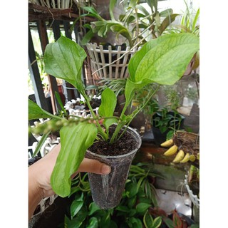 Chậu cây Mã Đề/cây giống