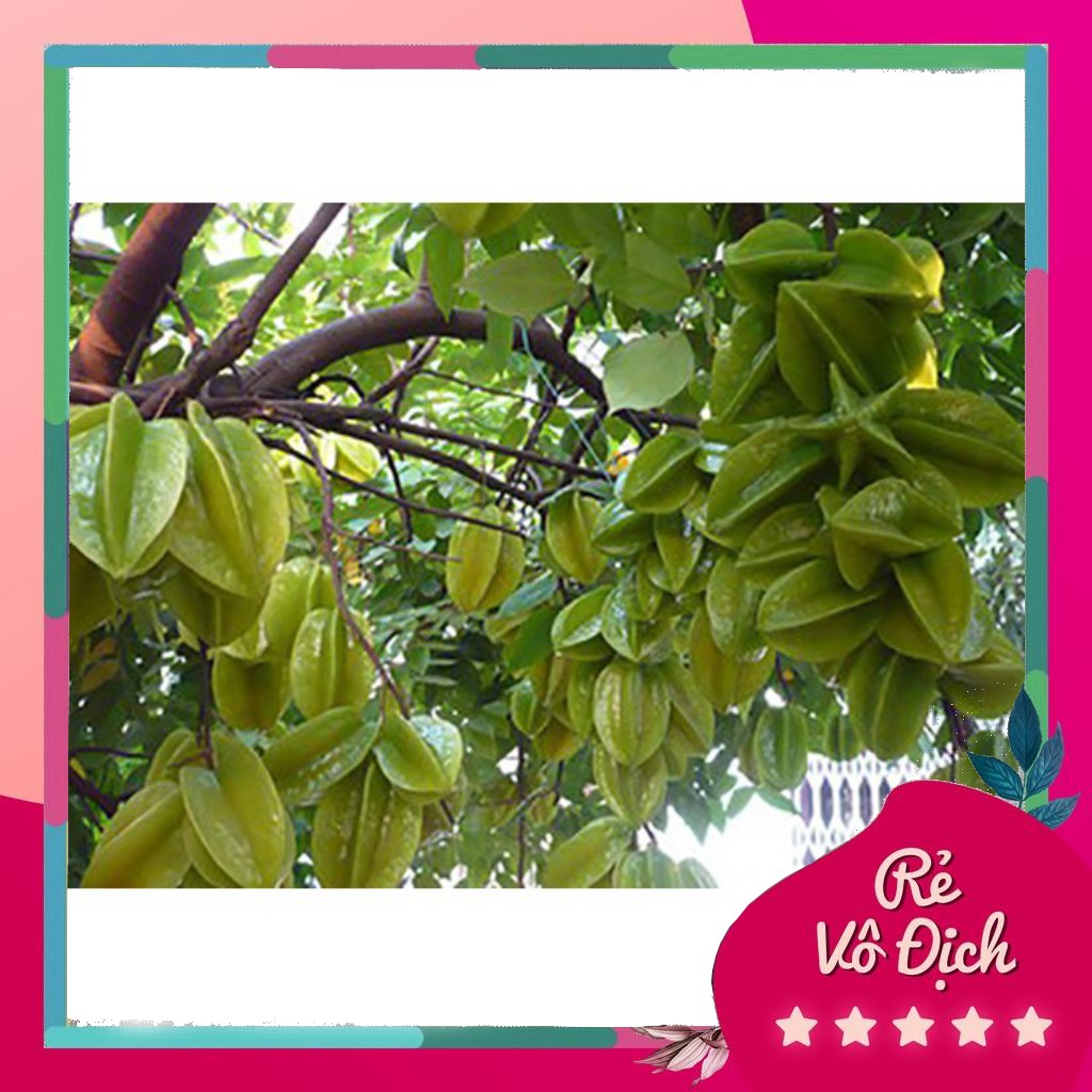 Cây khế chua, khế chua giống, giống khế chua - caygiong-f1