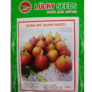 HẠT GIỐNG SUNG MỸ GÓI 10 HẠT