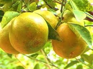Cây CAM XOÀN ghép, cây giống to khỏe nguyên bầu, năng suất cao, chất lượng tốt, cam kết cây giống
