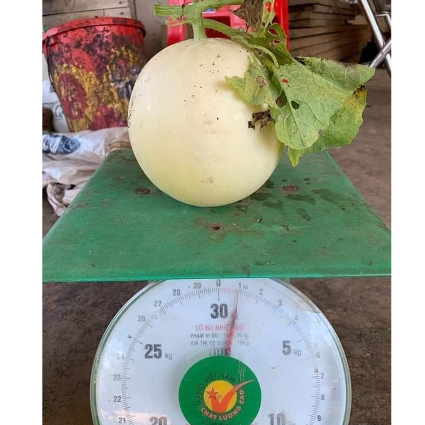 HẠT GIỐNG DƯA LÊ CẨM NGỌC