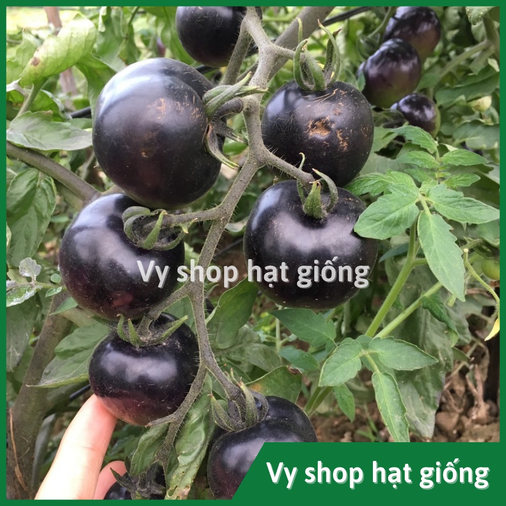 Hạt giống cà chua đen F1 gói 100 hạt - hình thật nhà trồng