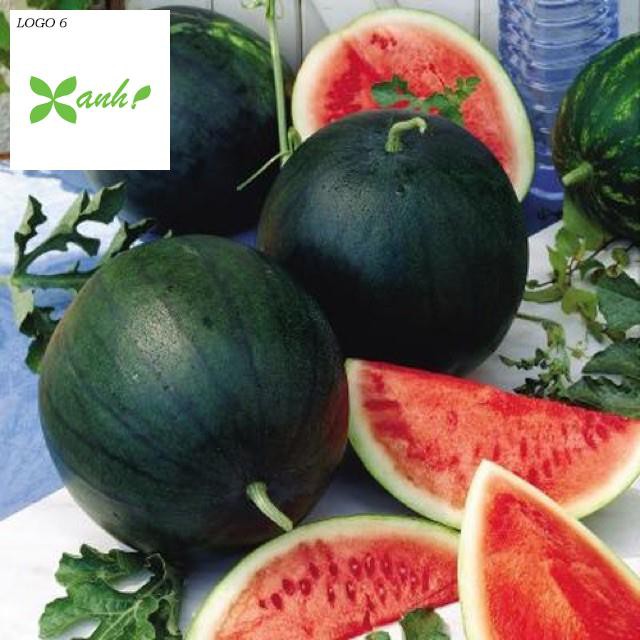 🌟Hạt Giống Dưa Hấu Đường Suger Baby🌟 Gói 15 Hạt