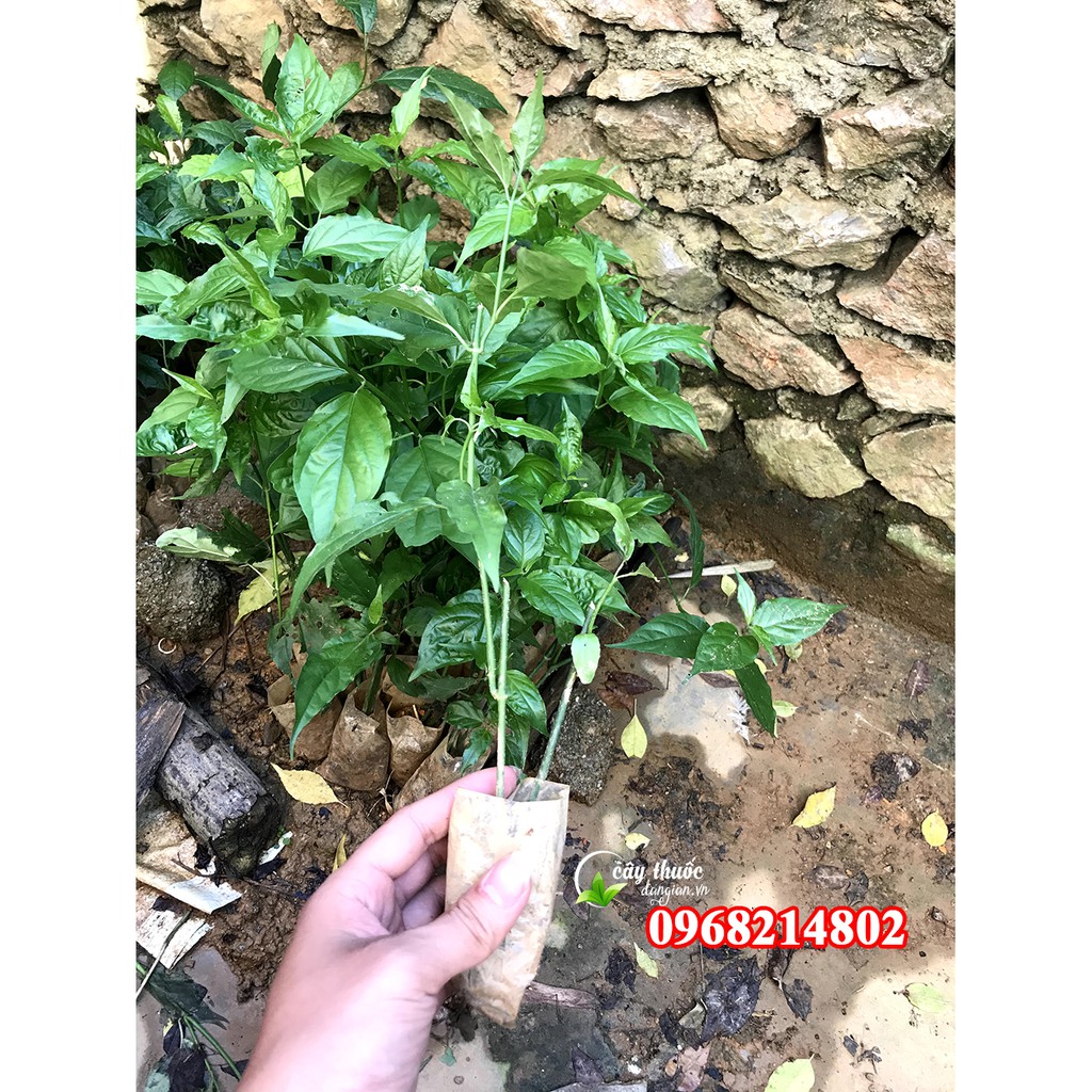 Cây giống xương khỉ chuẩn 100%