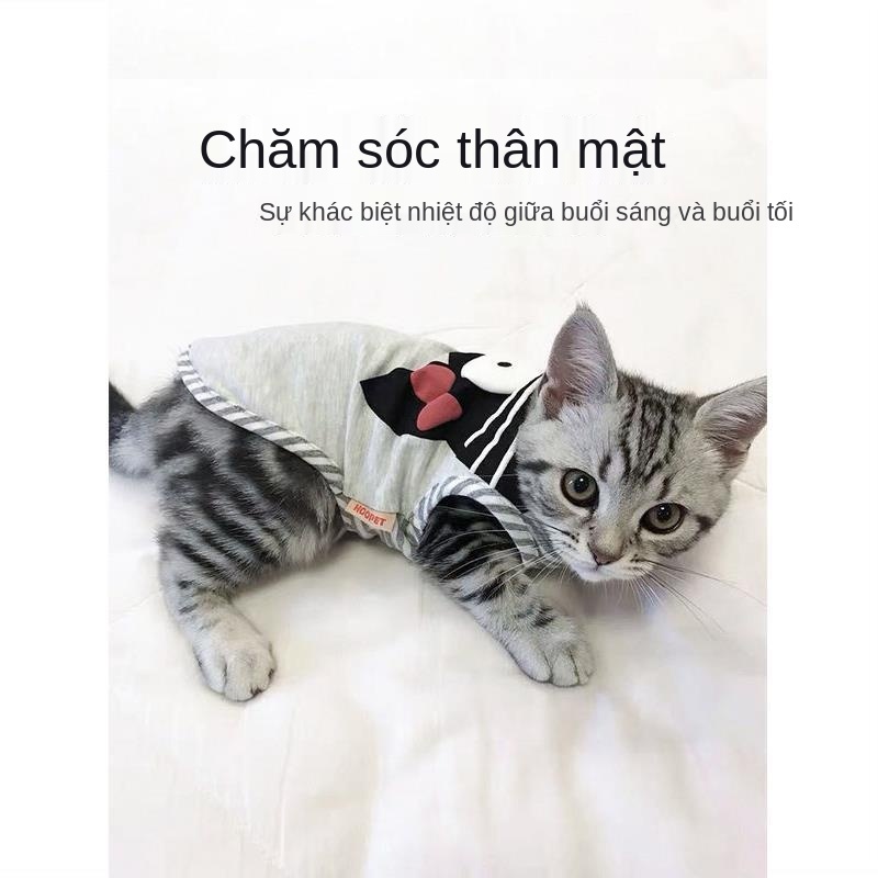 quần áo mèo mùa hè British short blue cat pet kitten thin vest kitty không tay chống rụng lông